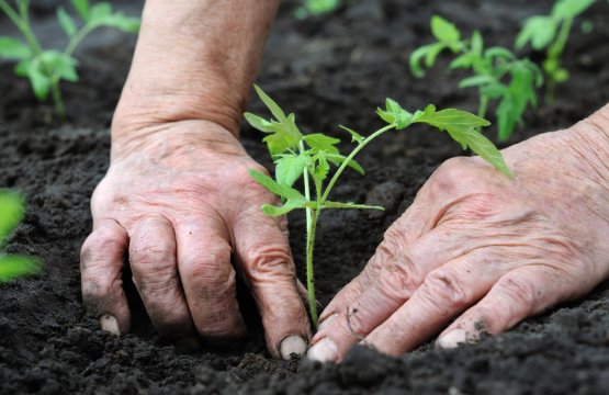 PESTICIDES AND FERTIZERS